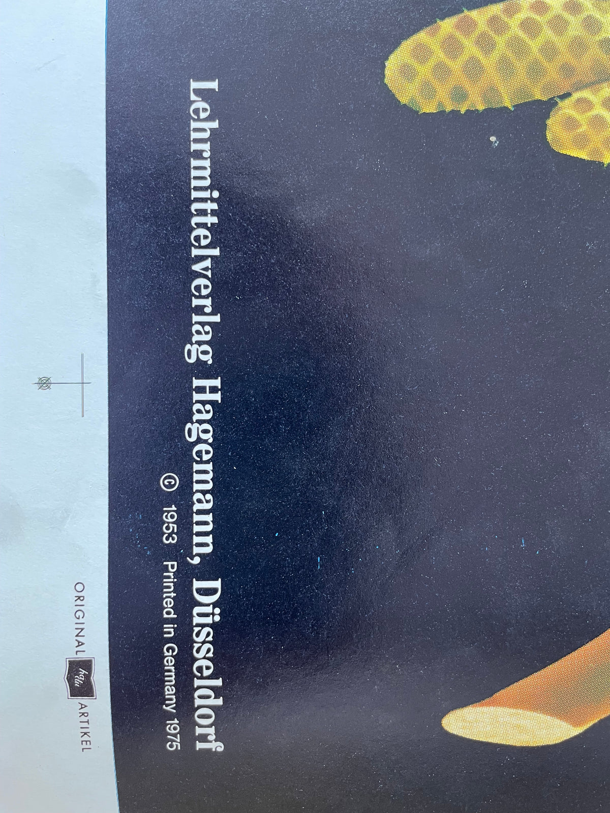 Lehrmitteltafel / Schulwandtafel Haselnuss