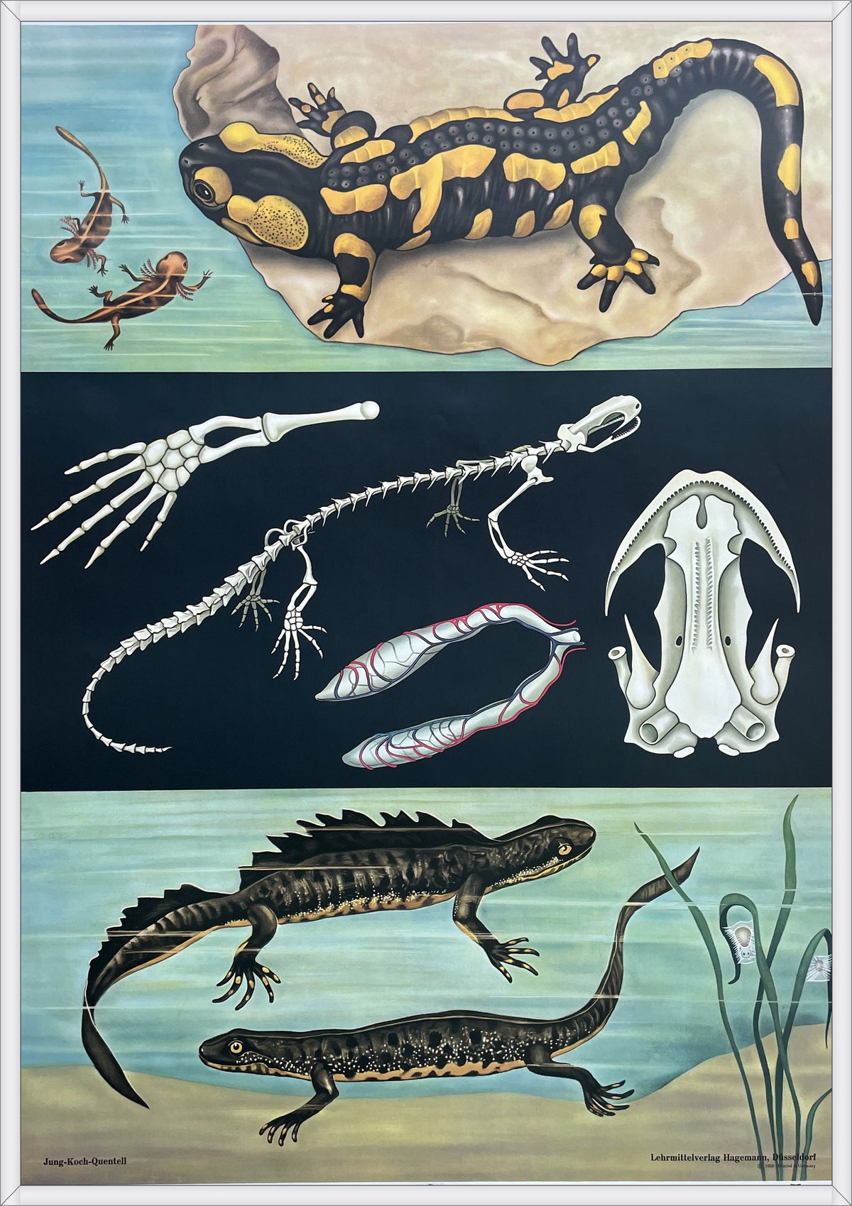 Lehrmitteltafel / Schulwandtafel Feuersalamander