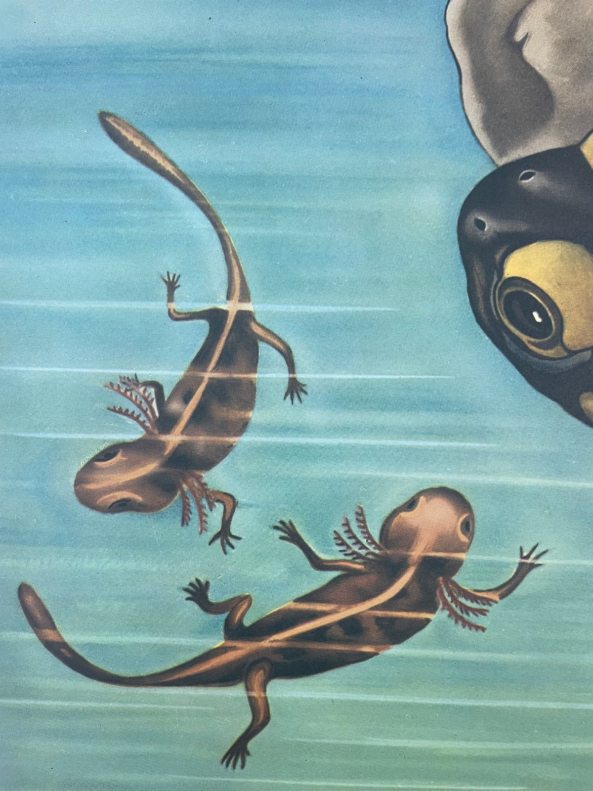 Lehrmitteltafel / Schulwandtafel Feuersalamander