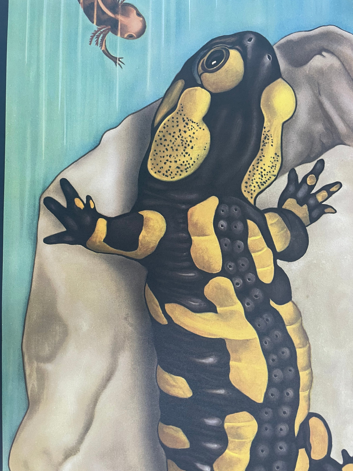 Lehrmitteltafel / Schulwandtafel Feuersalamander