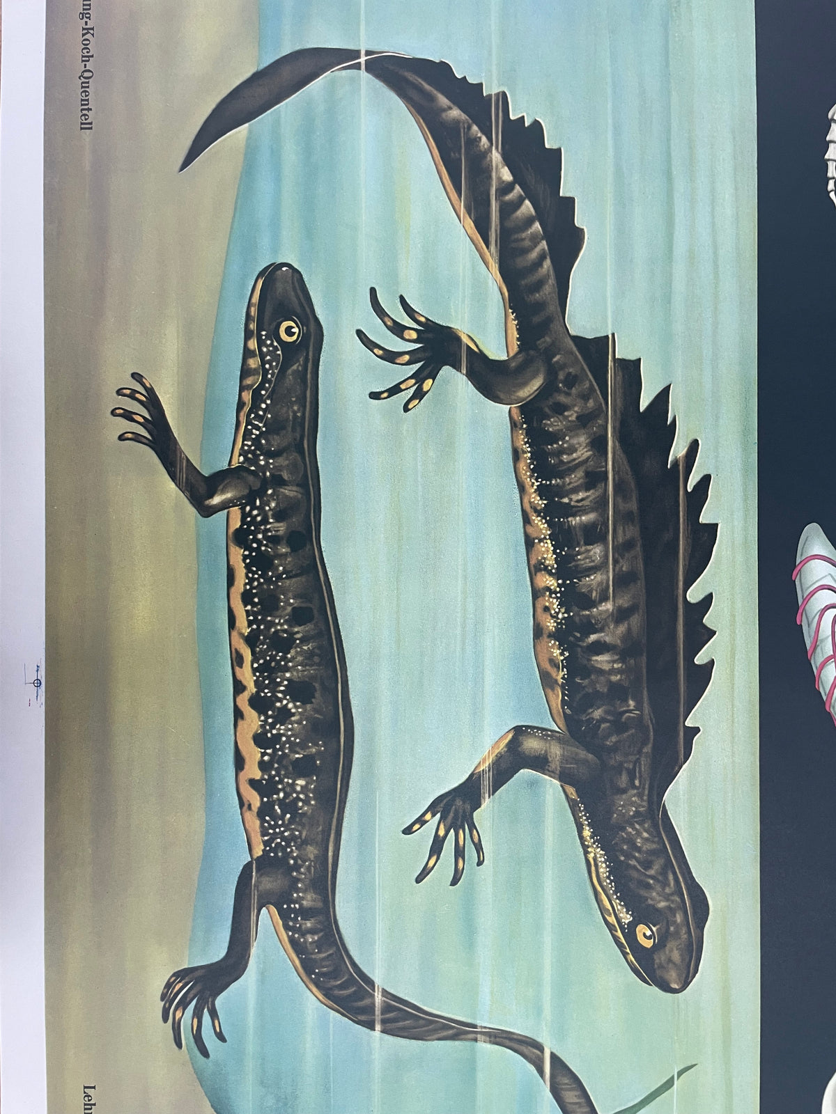 Lehrmitteltafel / Schulwandtafel Feuersalamander