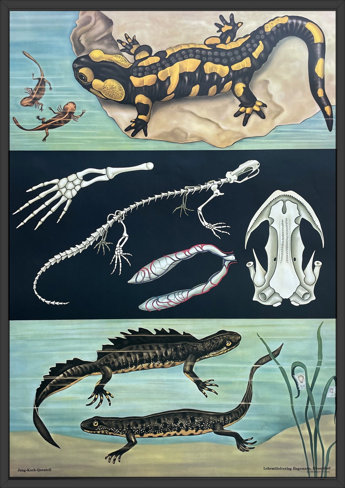 Lehrmitteltafel / Schulwandtafel Feuersalamander
