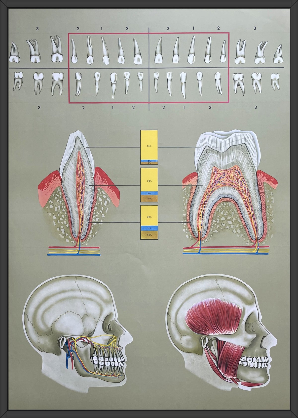 Lehrmitteltafel / Schulwandtafel Gesundes Gebiss Rechts