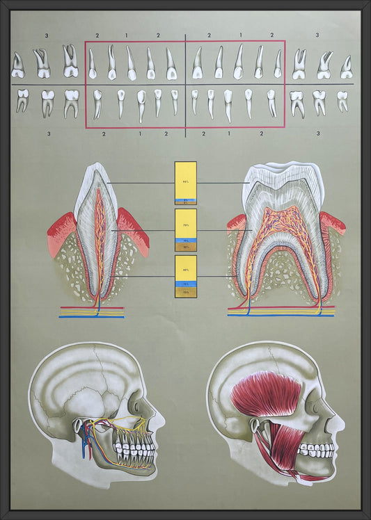 Lehrmitteltafel / Schulwandtafel Gesundes Gebiss Rechts