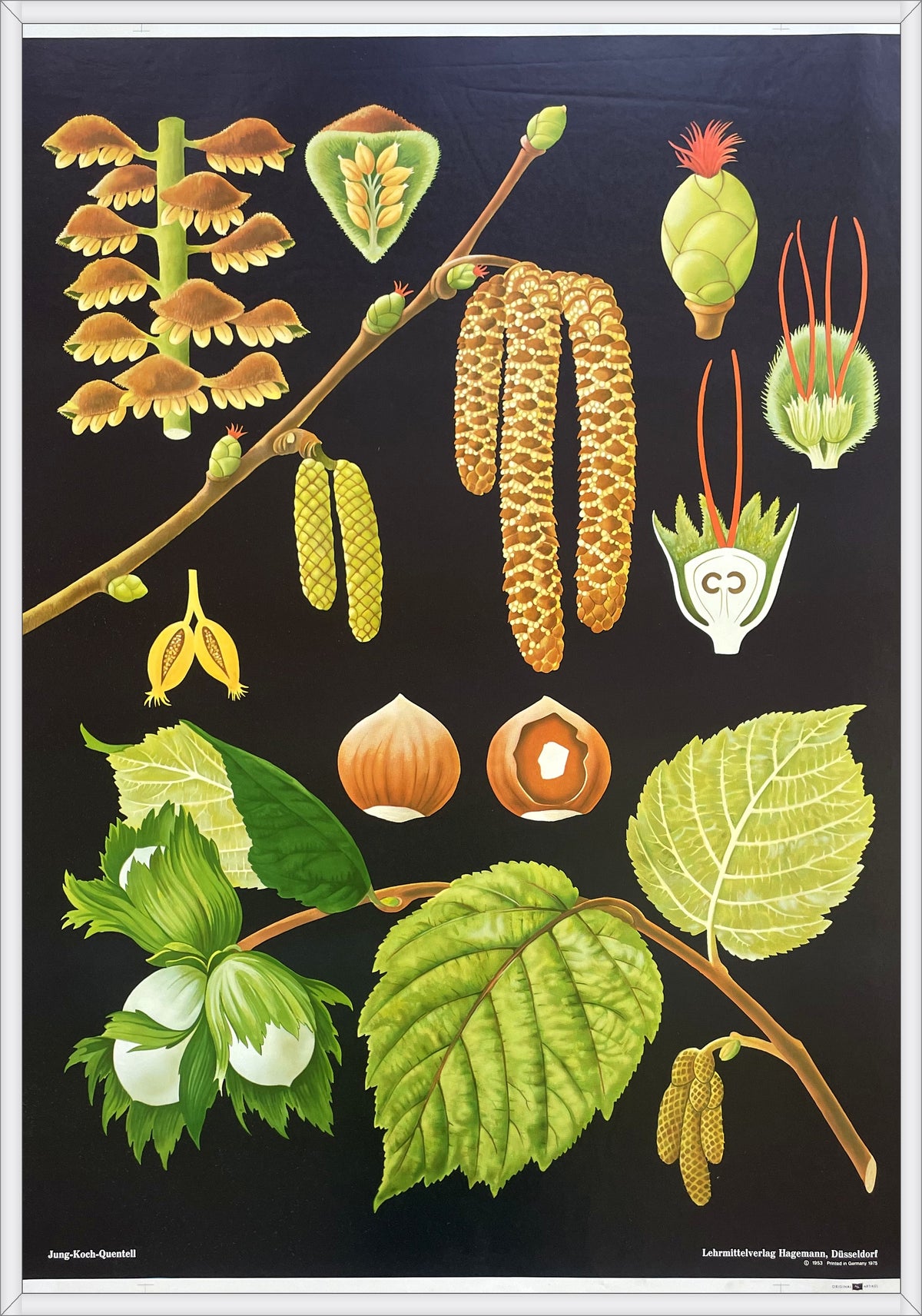 Lehrmitteltafel / Schulwandtafel Haselnuss