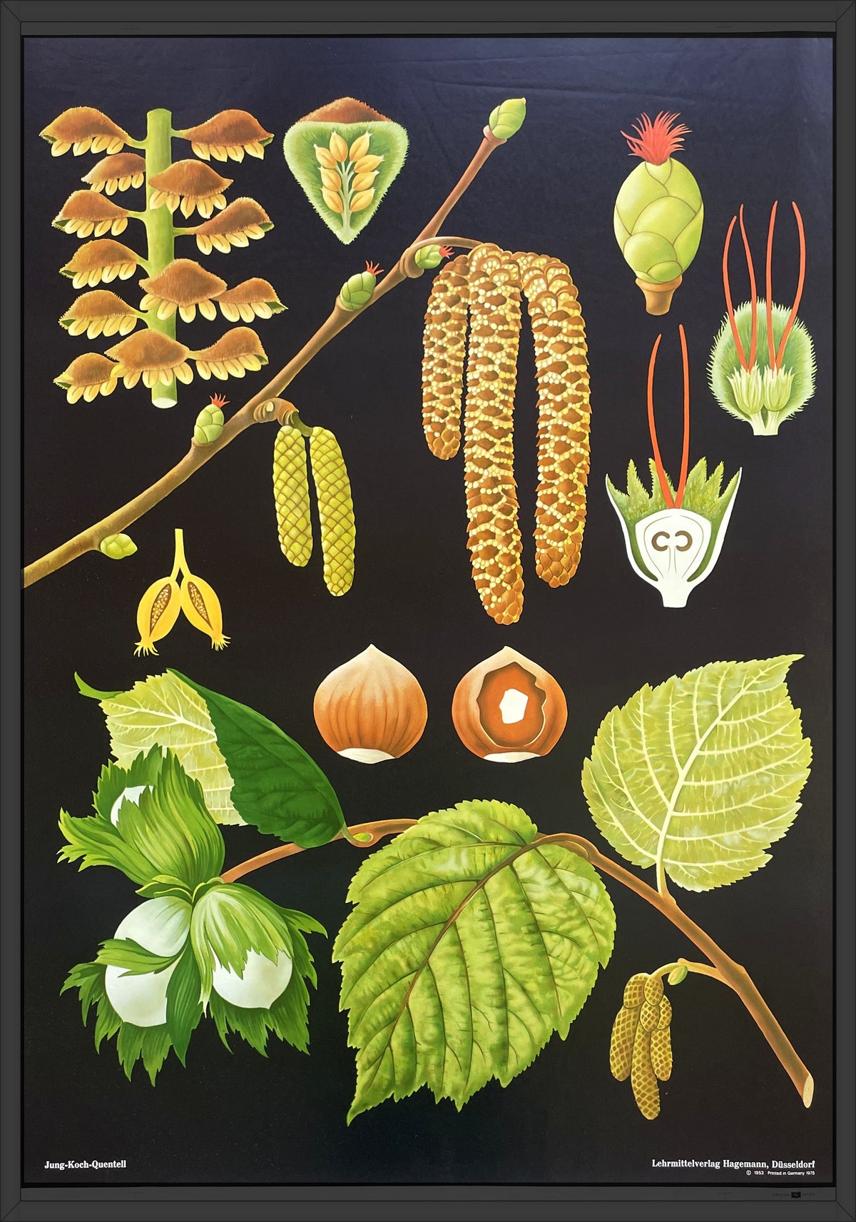 Lehrmitteltafel / Schulwandtafel Haselnuss