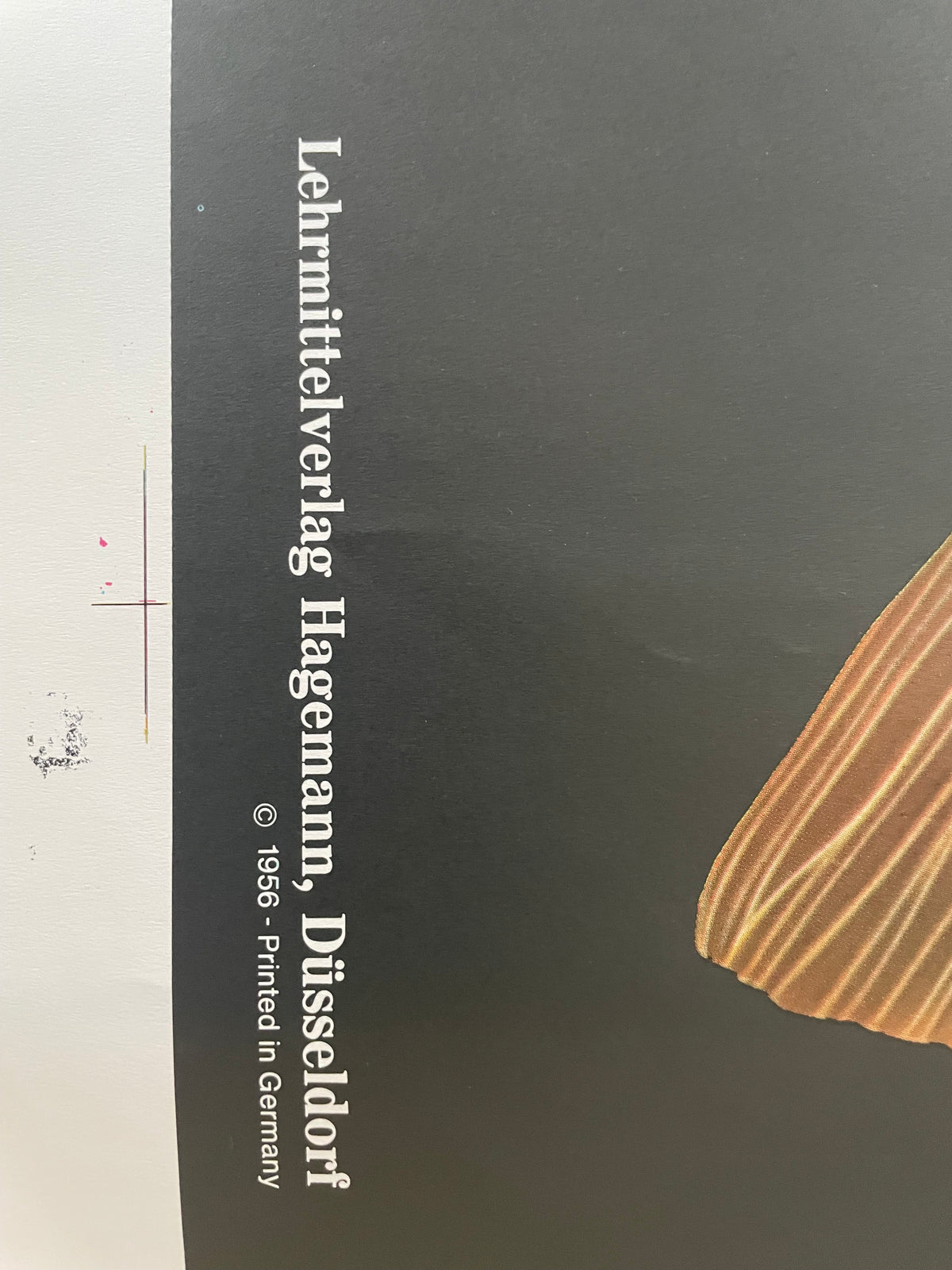 Lehrmitteltafel / Schulwandtafel Karpfen