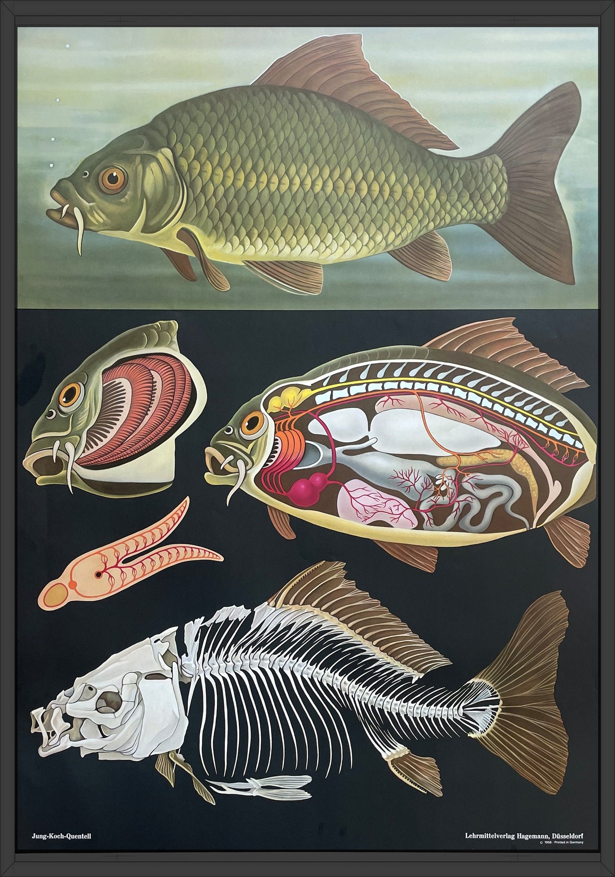 Lehrmitteltafel / Schulwandtafel Karpfen