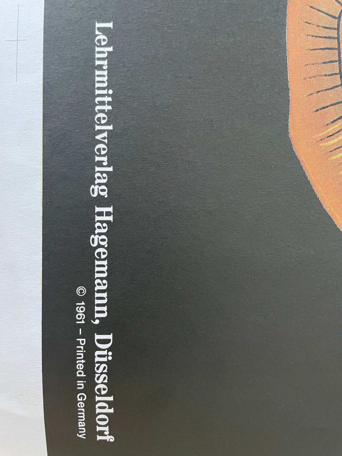 Lehrmitteltafel / Schulwandtafel Kreuzspinne