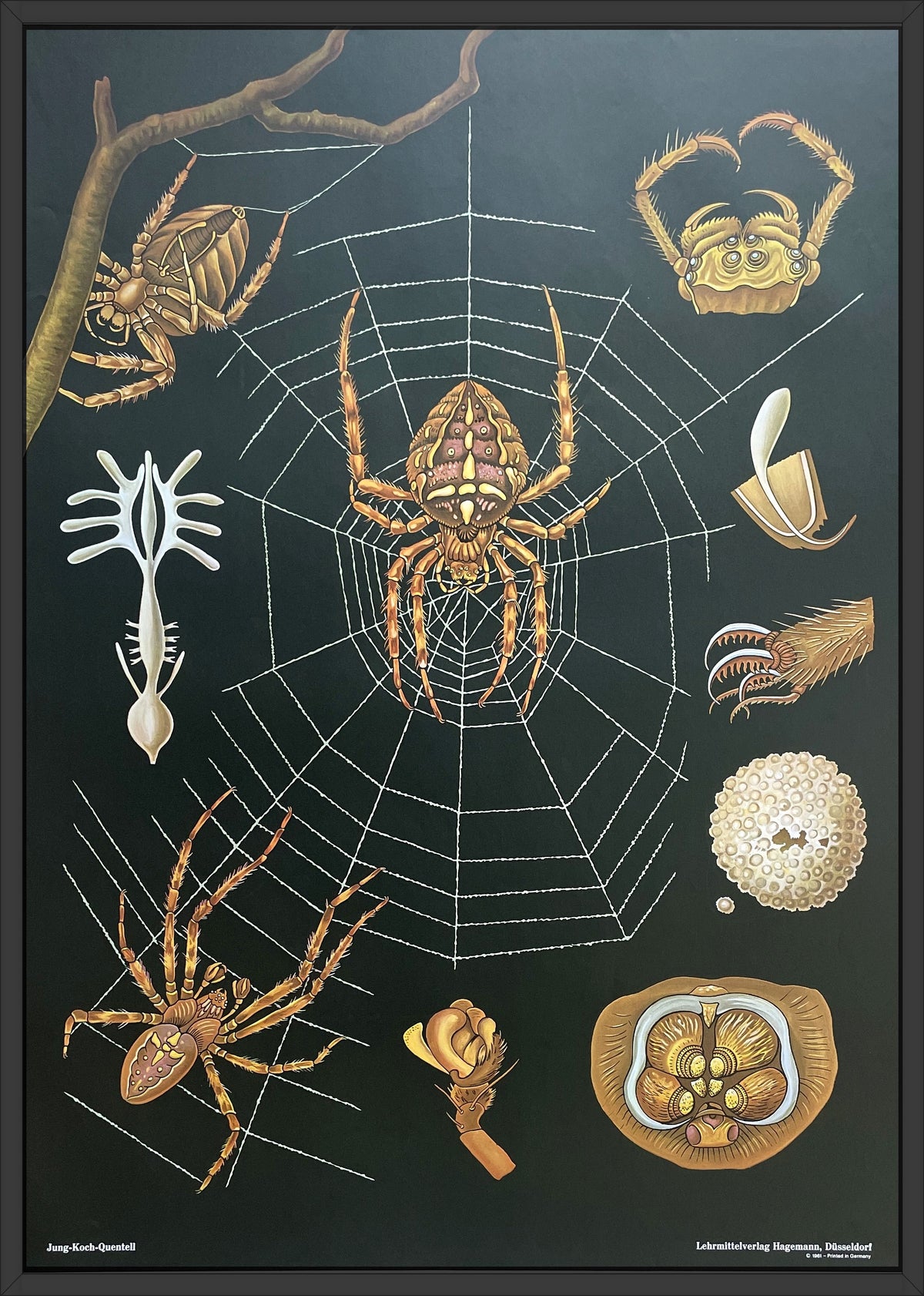 Lehrmitteltafel / Schulwandtafel Kreuzspinne