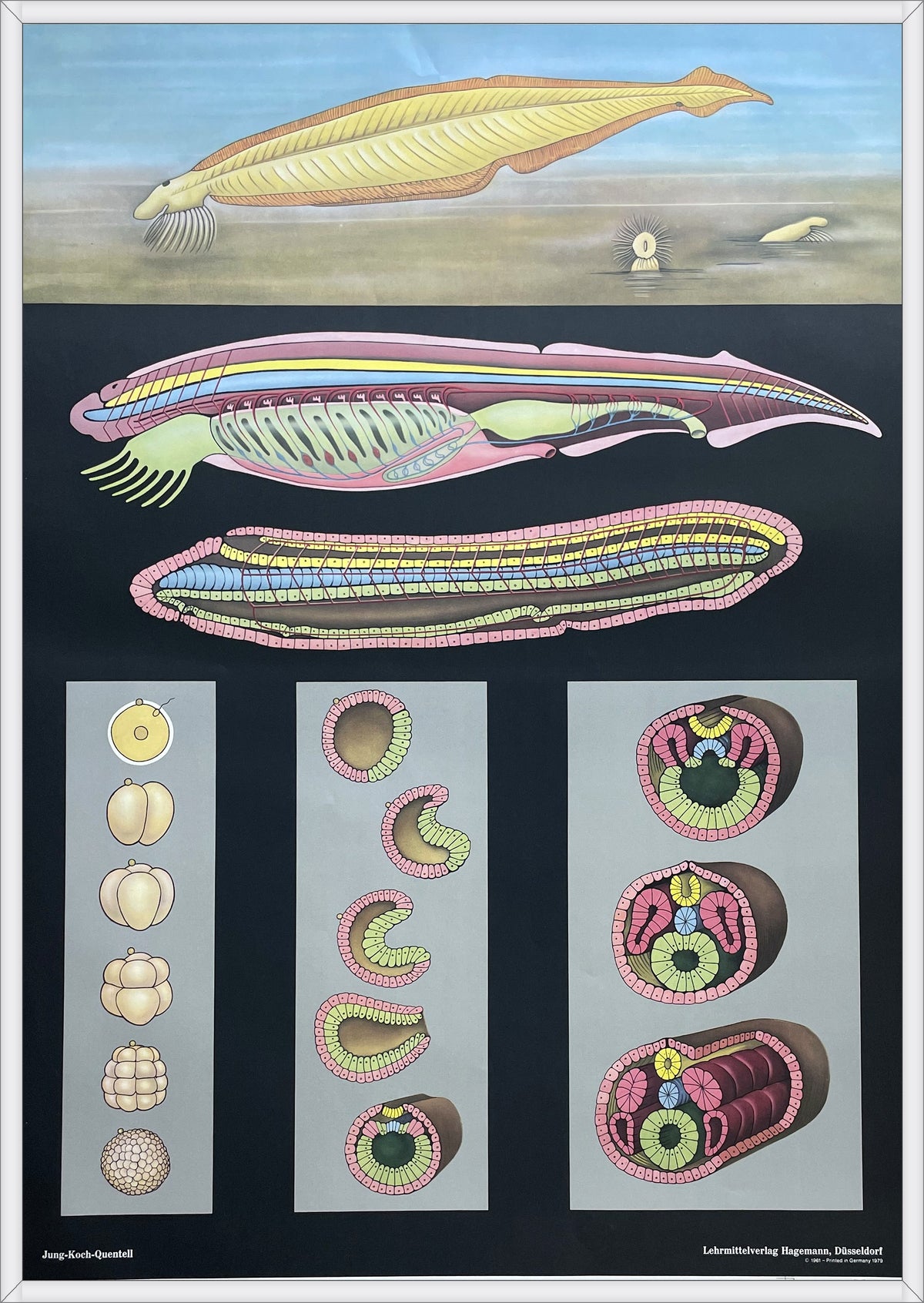 Lehrmitteltafel / Schulwandtafel Lanzettfisch