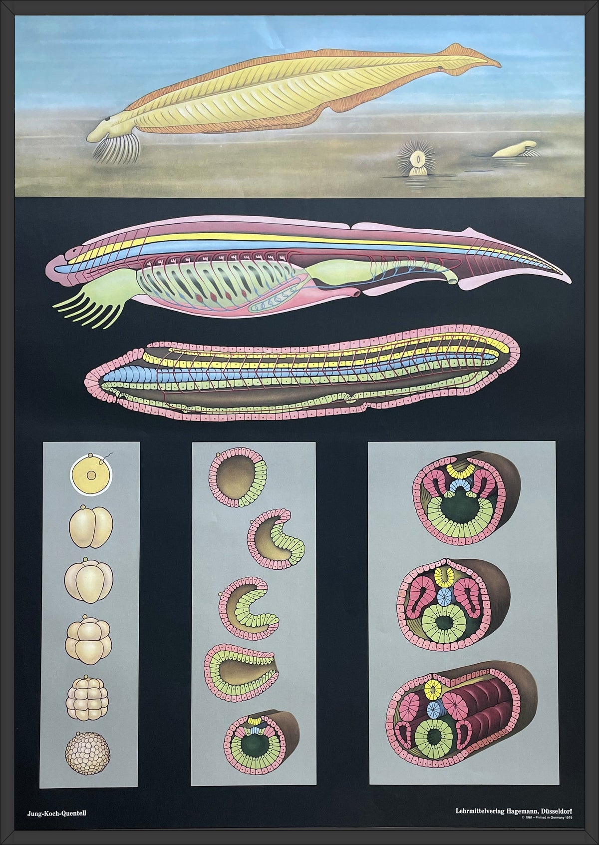Lehrmitteltafel / Schulwandtafel Lanzettfisch