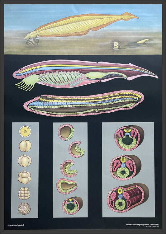 Lehrmitteltafel / Schulwandtafel Lanzettfisch