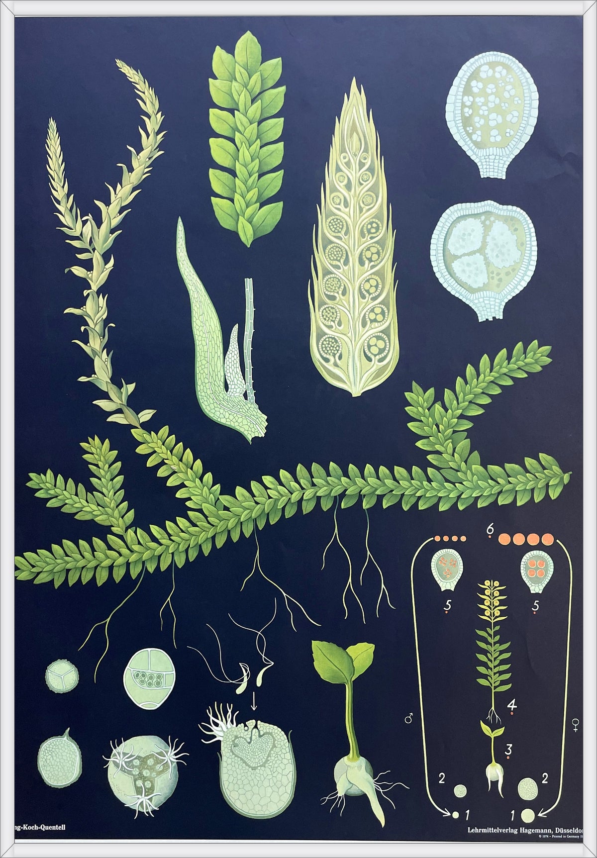 Lehrmitteltafel / Schulwandtafel Moosfarne