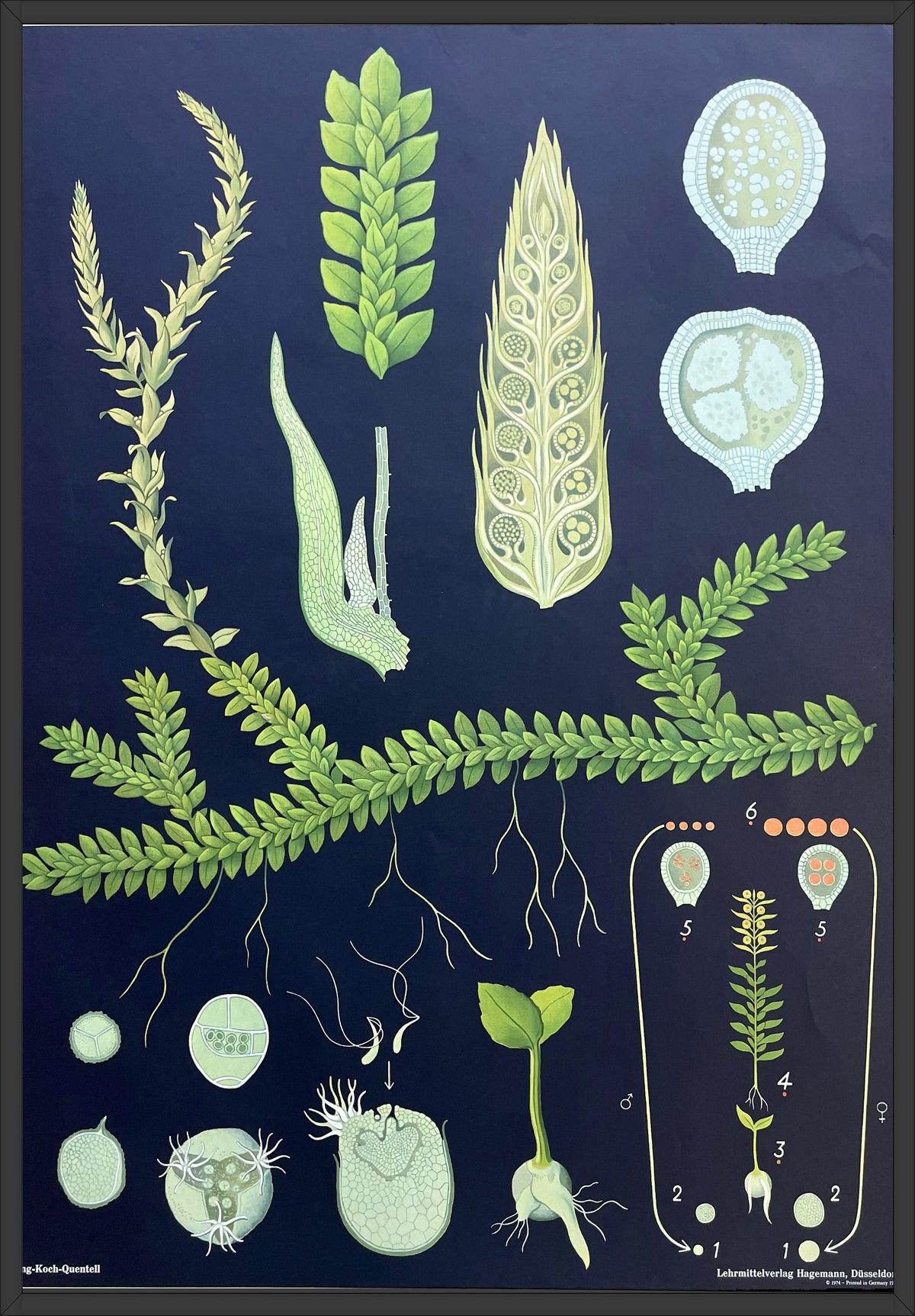 Lehrmitteltafel / Schulwandtafel Moosfarne