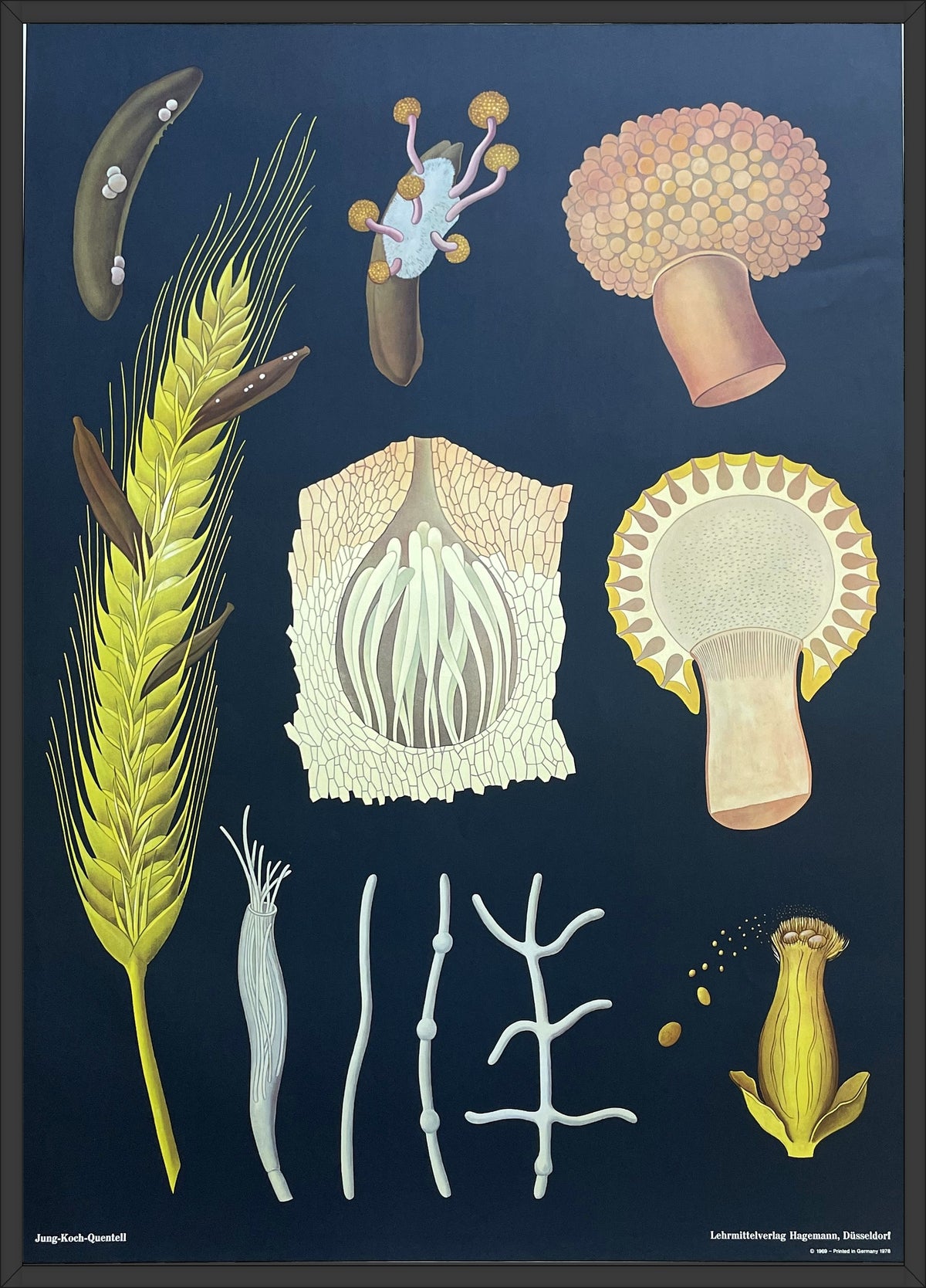 Lehrmitteltafel / Schulwandtafel Mutterkorn