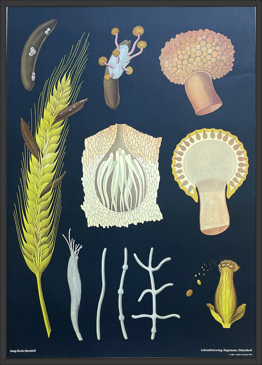Lehrmitteltafel / Schulwandtafel Mutterkorn
