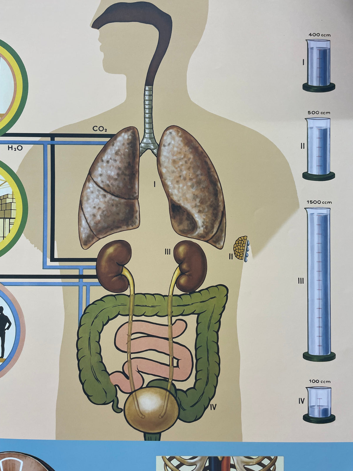 Lehrmitteltafel / Schulwandtafel Niere