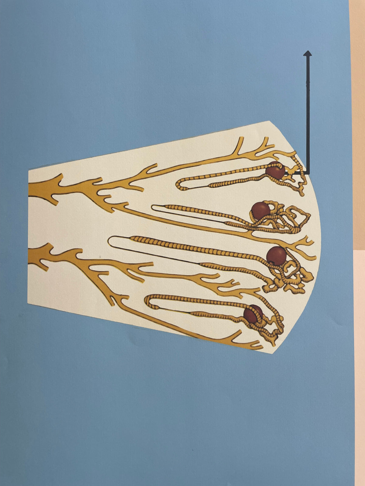 Lehrmitteltafel / Schulwandtafel Niere