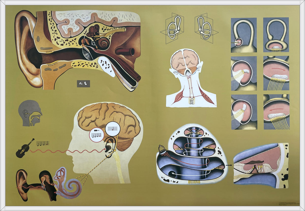 Lehrmitteltafel / Schulwandtafel Ohr