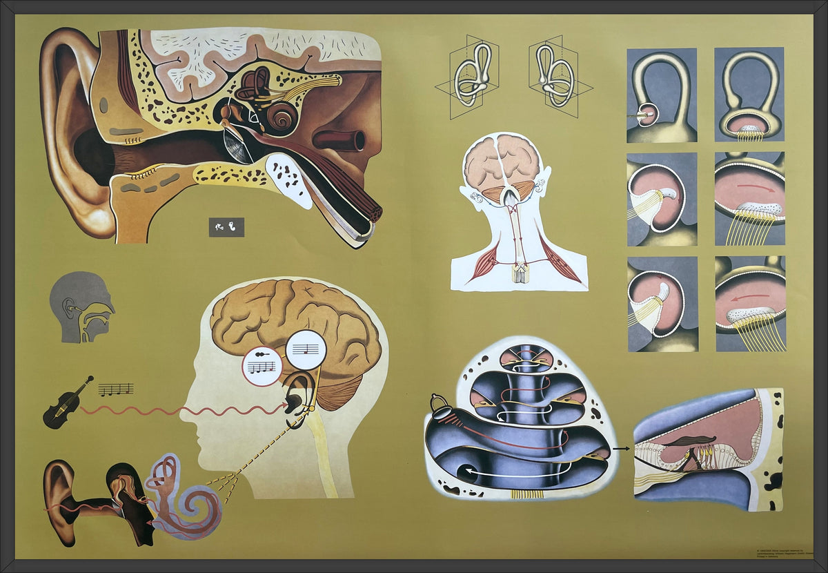 Lehrmitteltafel / Schulwandtafel Ohr
