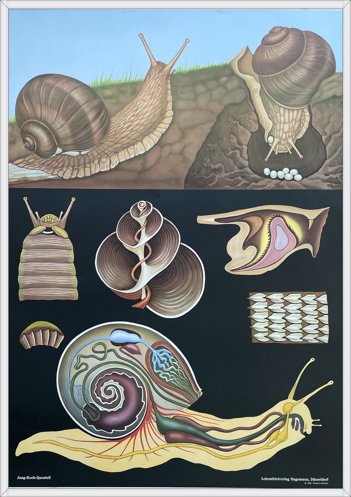 Lehrmitteltafel / Schulwandtafel Schnecke