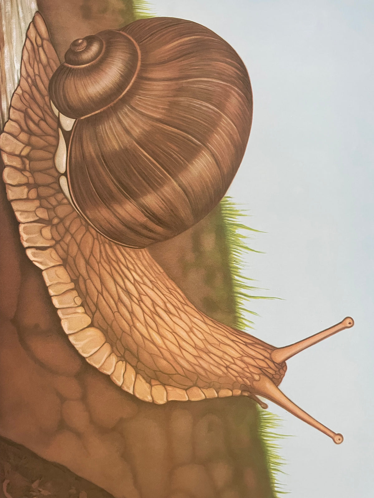 Lehrmitteltafel / Schulwandtafel Schnecke