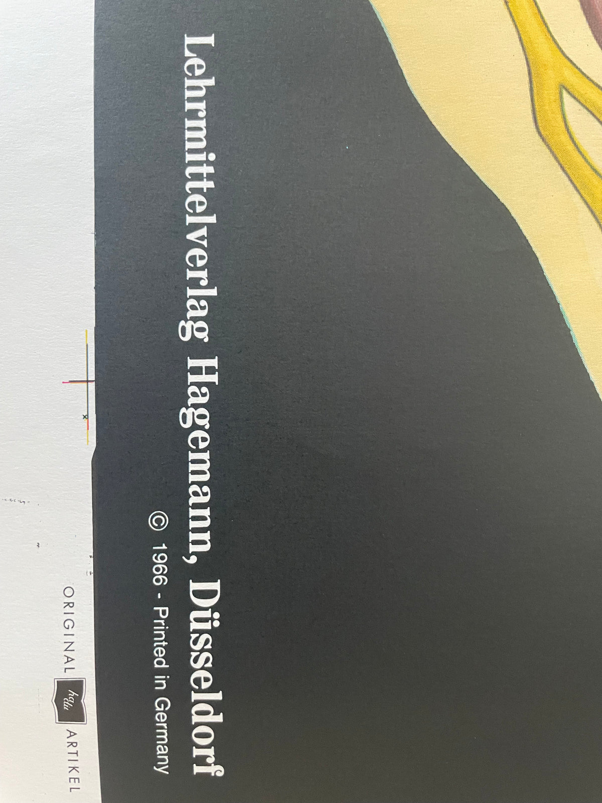 Lehrmitteltafel / Schulwandtafel Schnecke
