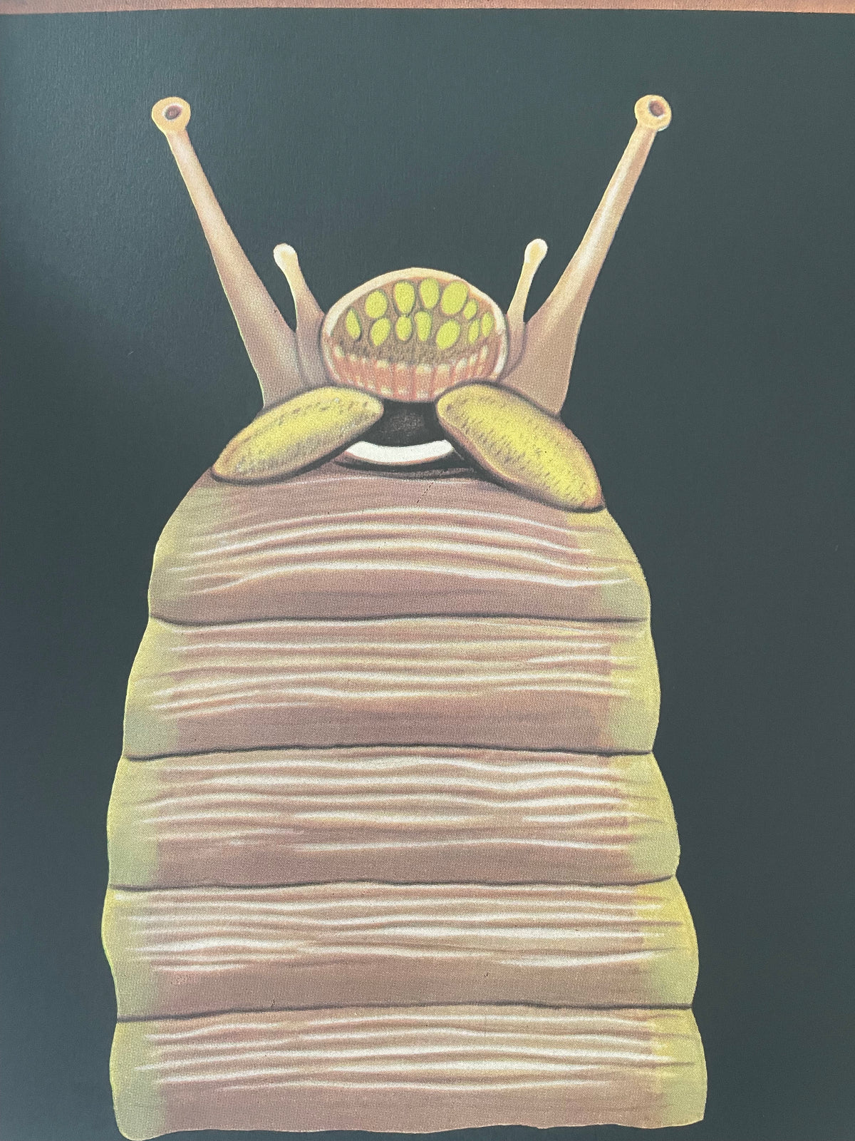 Lehrmitteltafel / Schulwandtafel Schnecke
