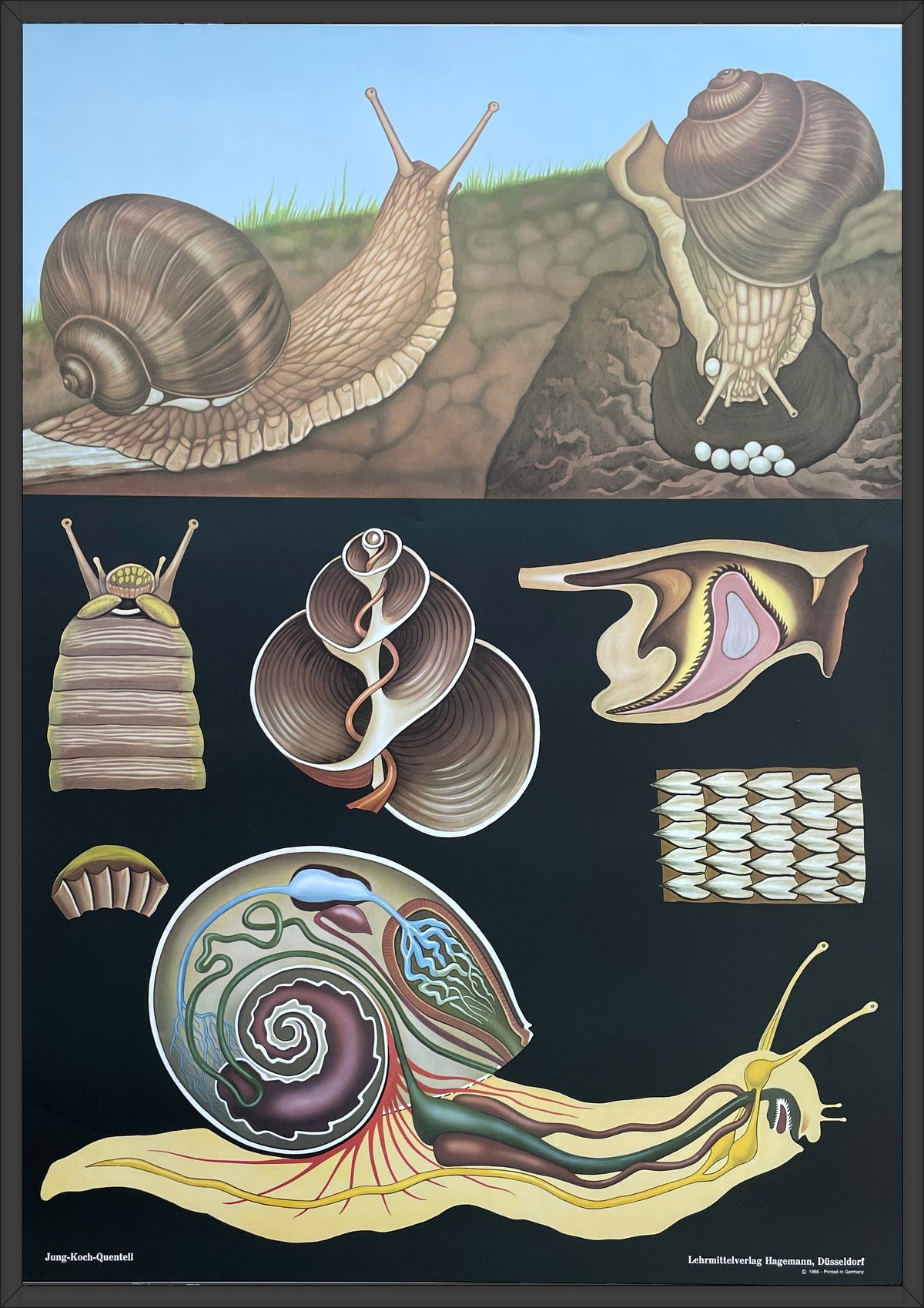 Lehrmitteltafel / Schulwandtafel Schnecke