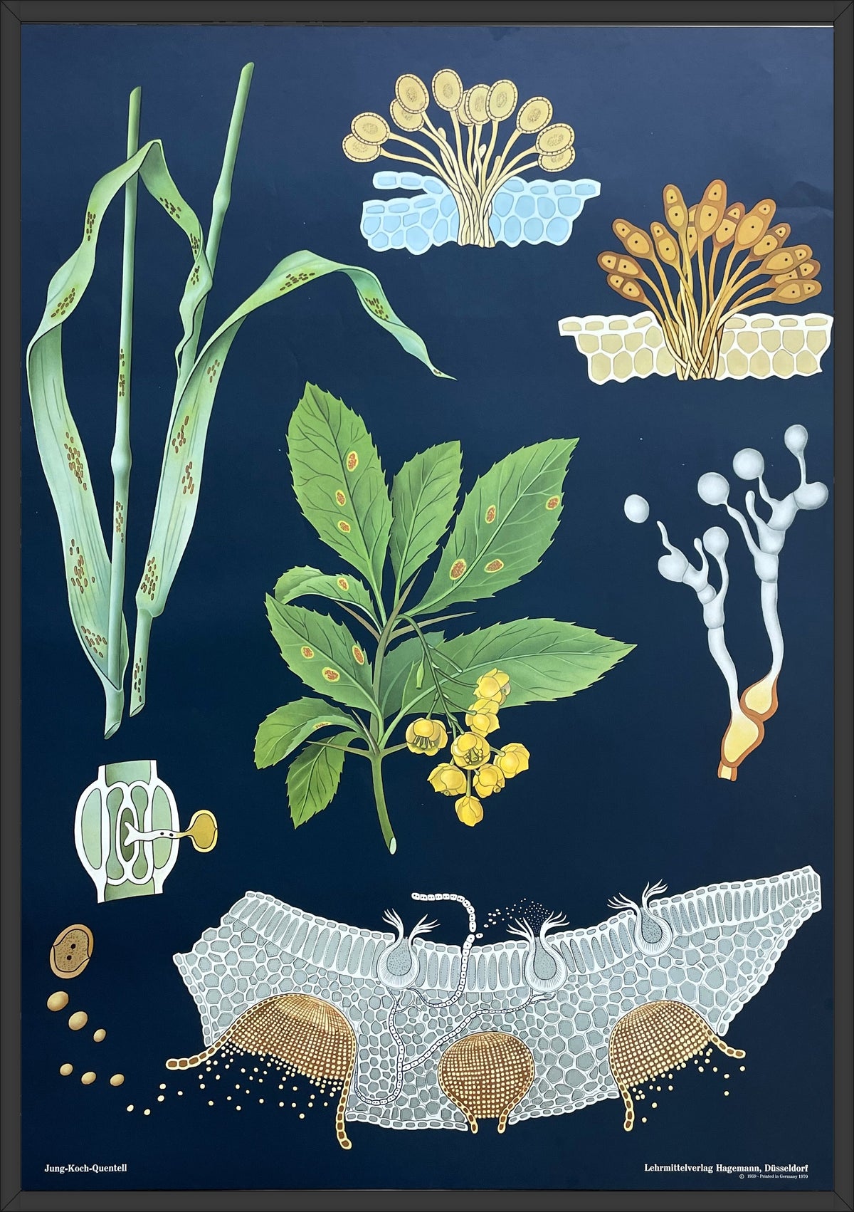 Lehrmitteltafel / Schulwandtafel Schwarzrost