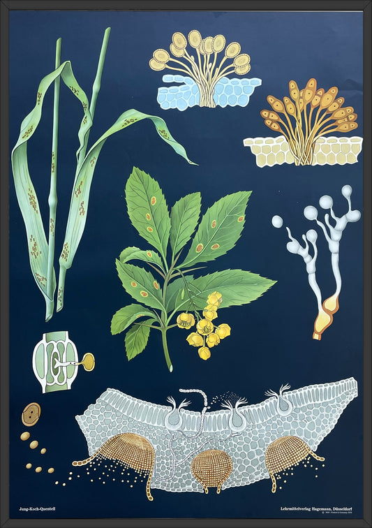 Lehrmitteltafel / Schulwandtafel Schwarzrost