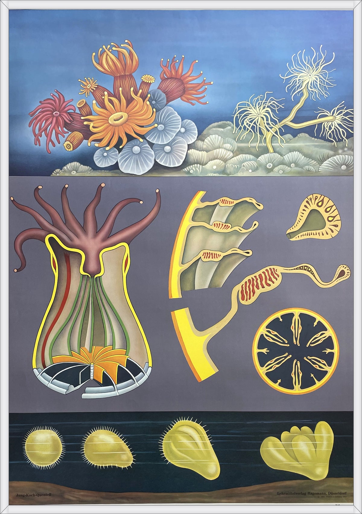 Lehrmitteltafel / Schulwandtafel Seeanemone