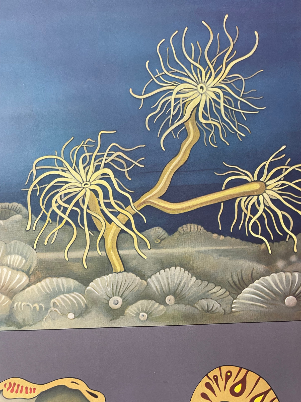 Lehrmitteltafel / Schulwandtafel Seeanemone