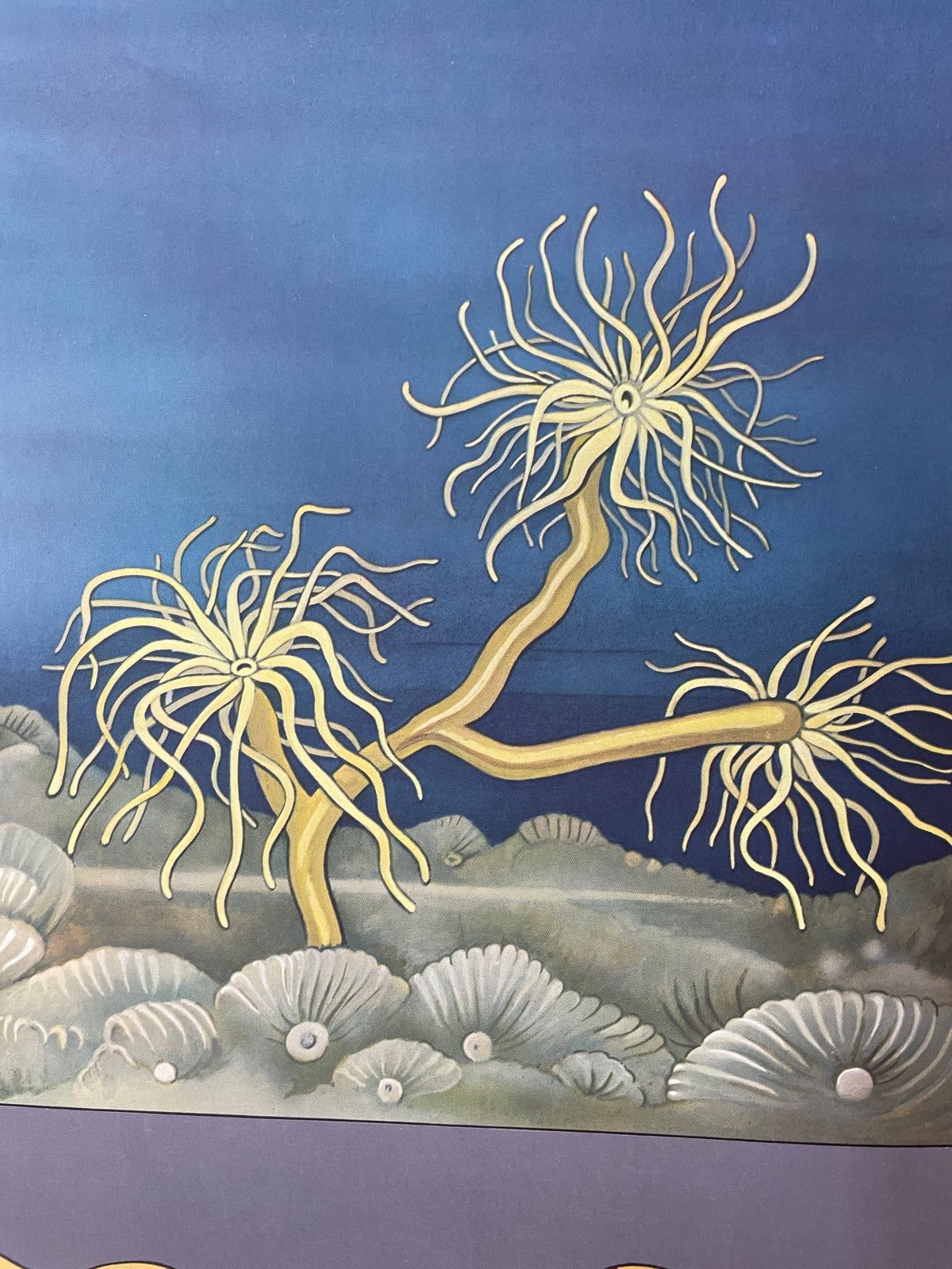 Lehrmitteltafel / Schulwandtafel Seeanemone