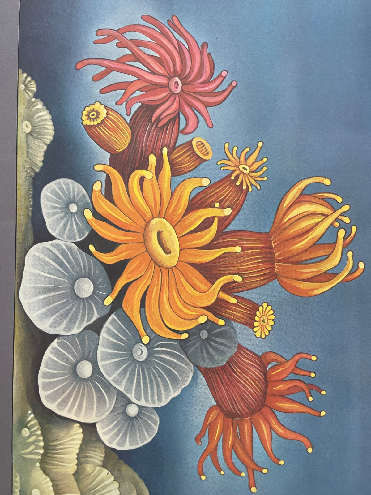 Lehrmitteltafel / Schulwandtafel Seeanemone