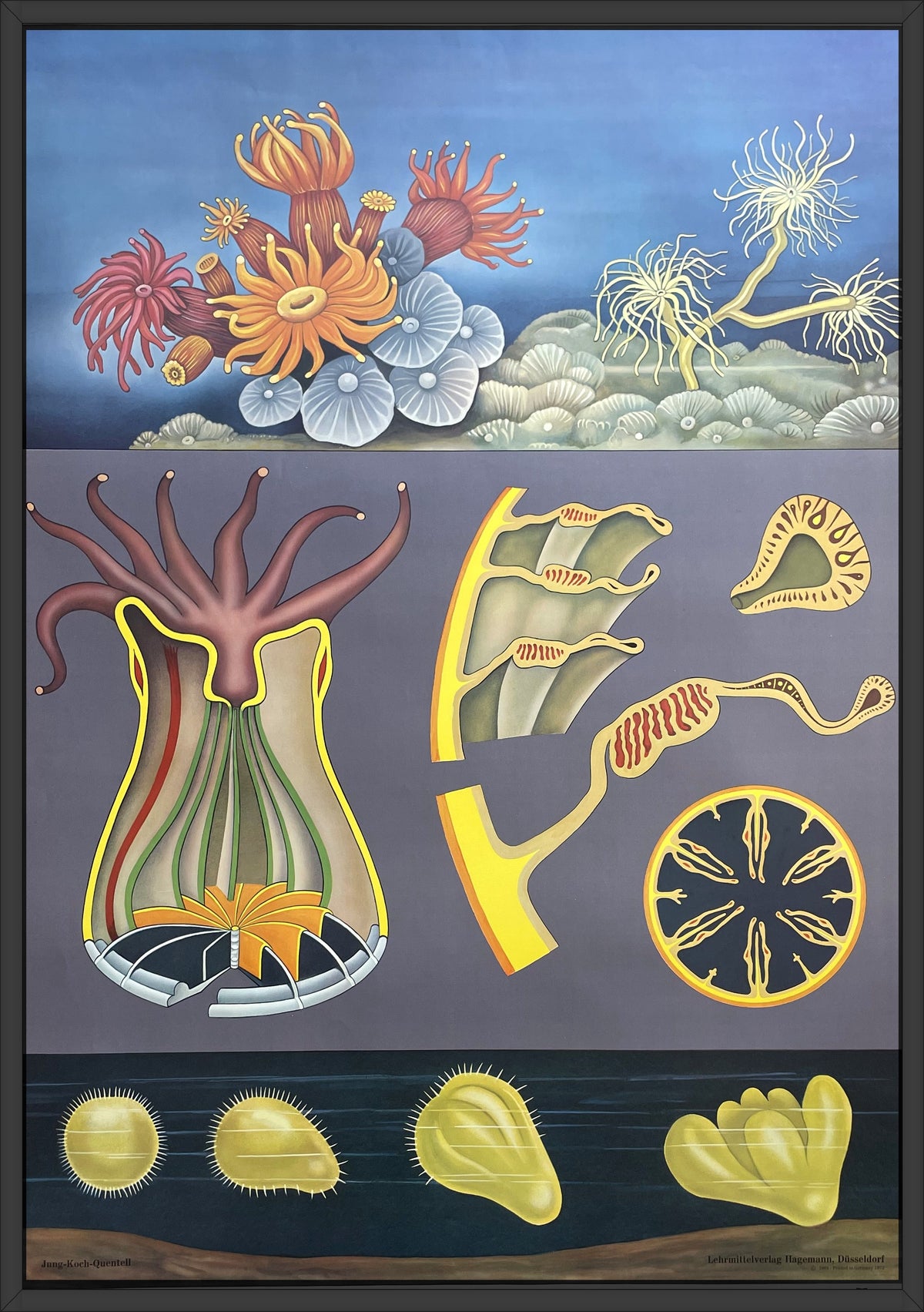 Lehrmitteltafel / Schulwandtafel Seeanemone