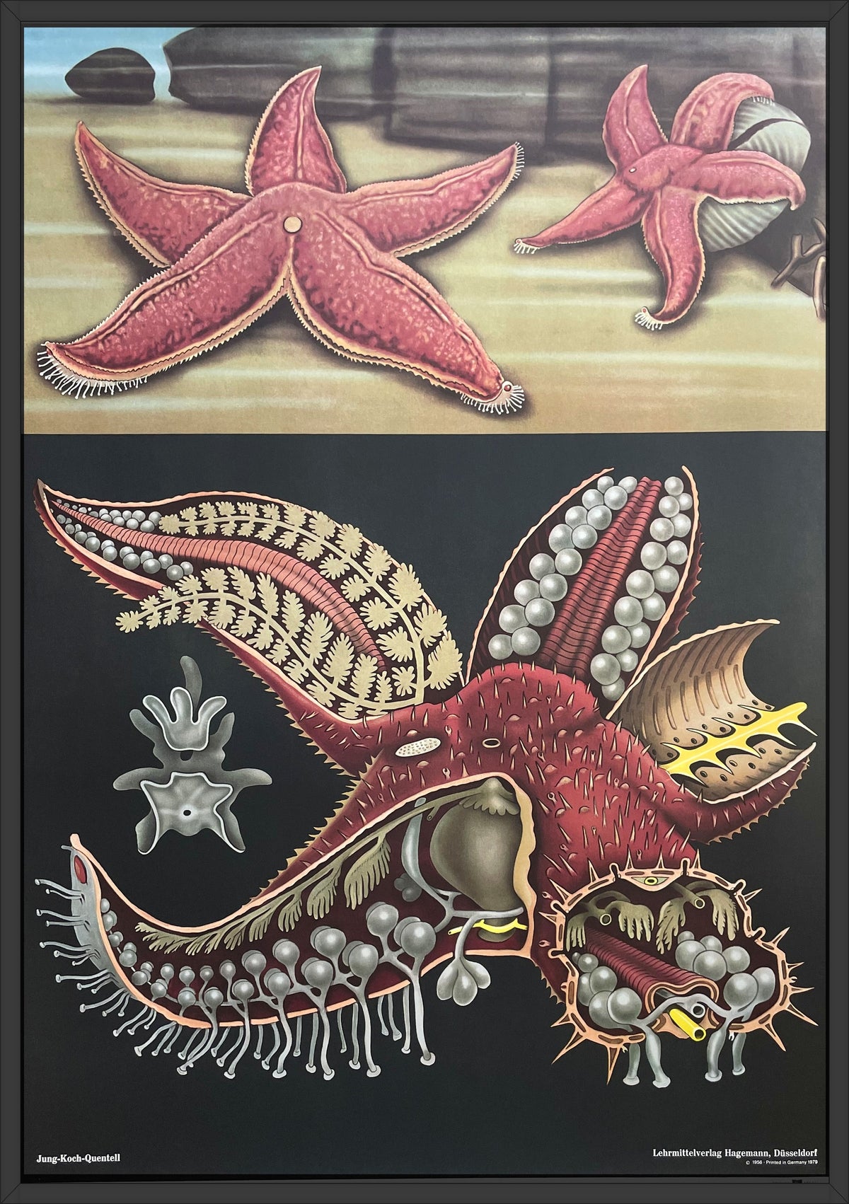 Lehrmitteltafel / Schulwandtafel Seestern