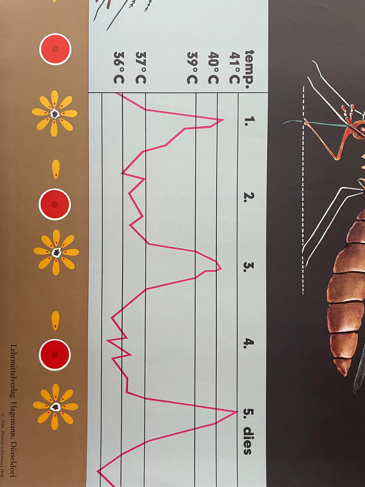Lehrmitteltafel / Schulwandtafel Stechmücke