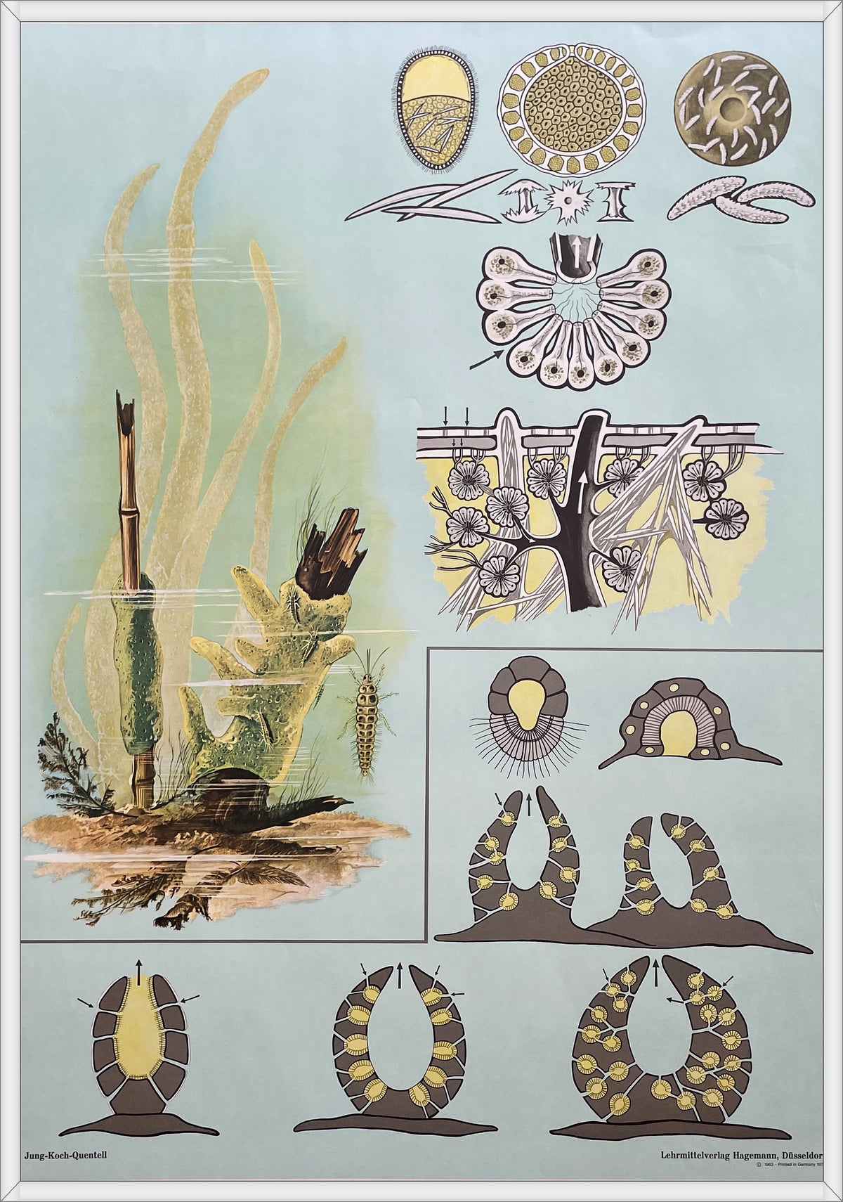 Lehrmitteltafel / Schulwandtafel Süßwasserschwamm
