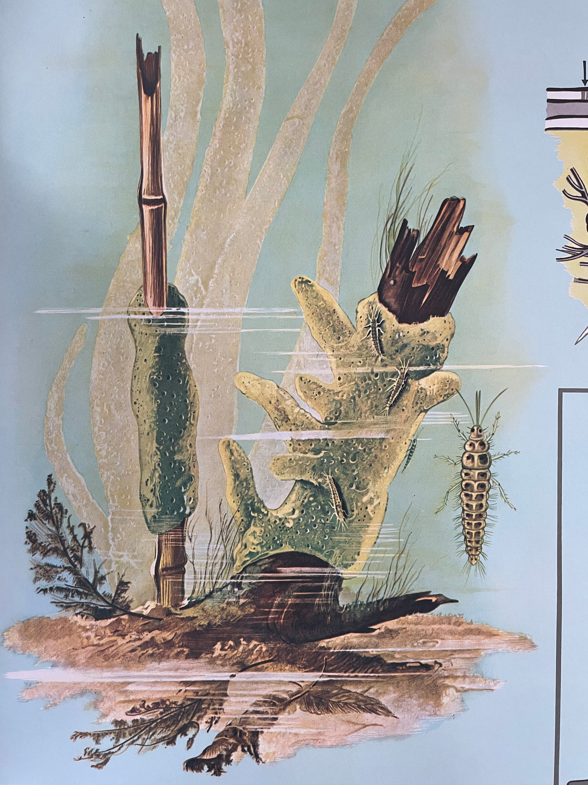 Lehrmitteltafel / Schulwandtafel Süßwasserschwamm