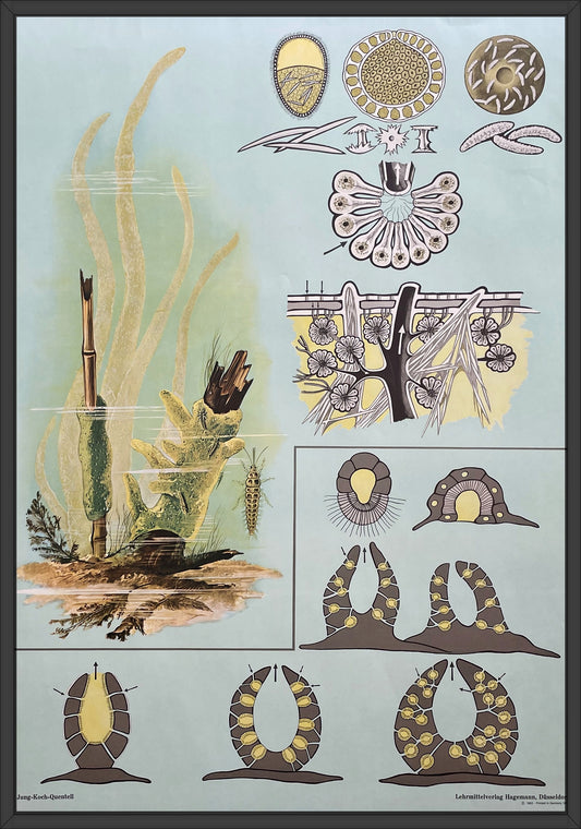 Lehrmitteltafel / Schulwandtafel Süßwasserschwamm