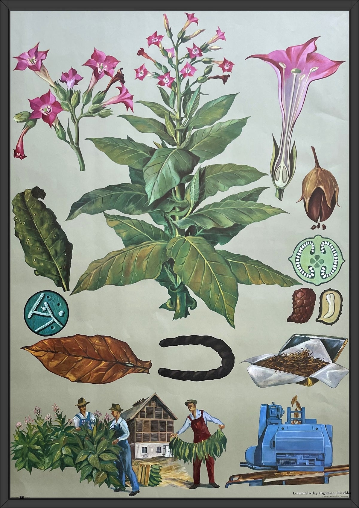 Lehrmitteltafel / Schulwandtafel Tabakpflanze