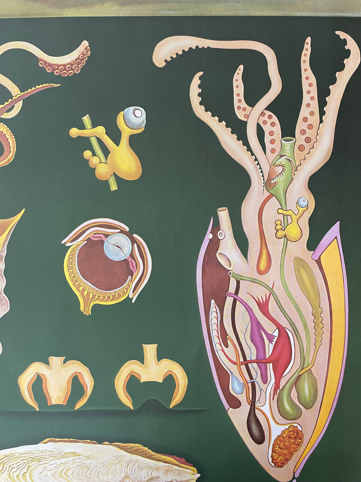 Lehrmitteltafel / Schulwandtafel Tintenfisch