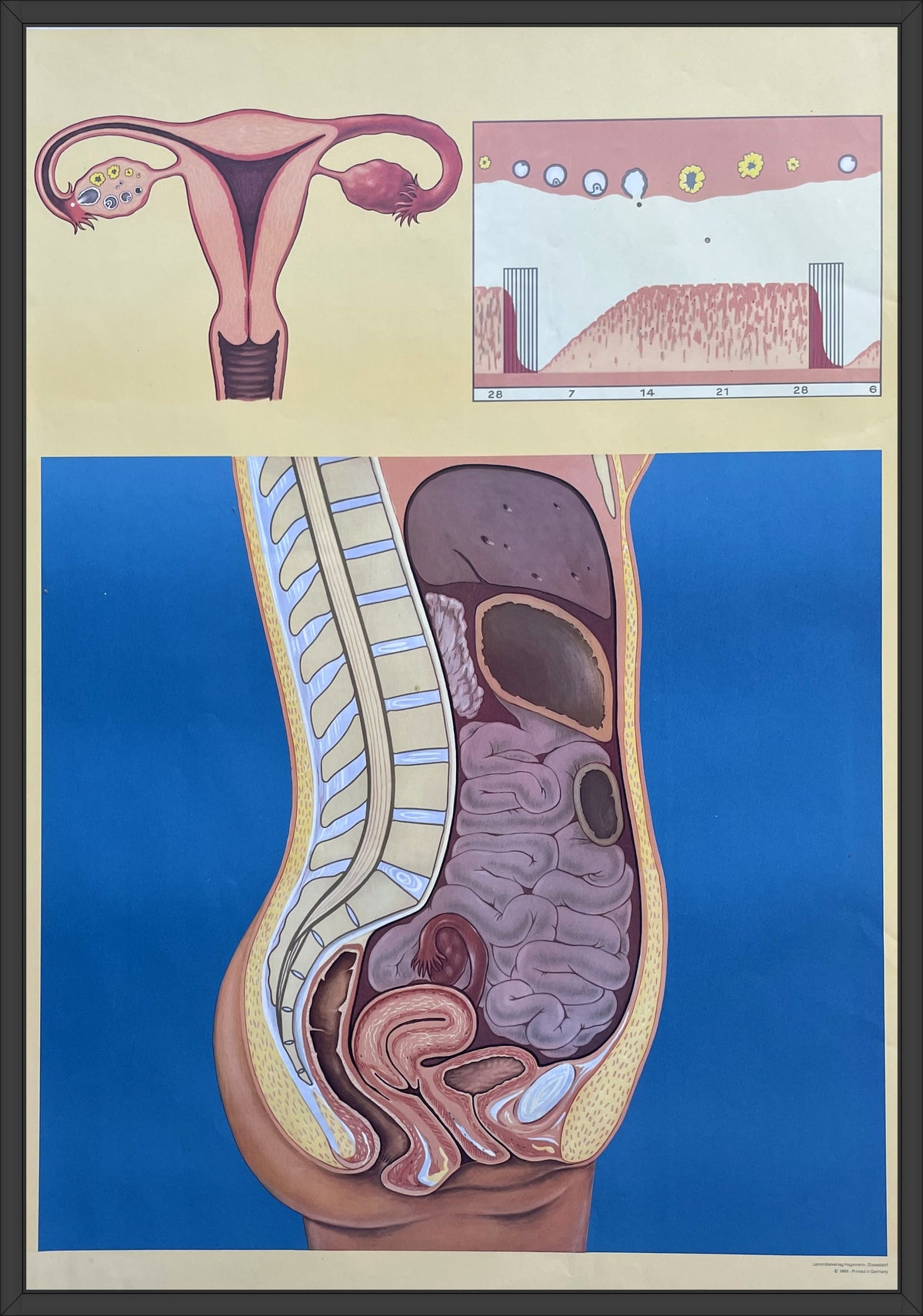 Lehrmitteltafel / Schulwandtafel Weiblicher Menstruationszyklus