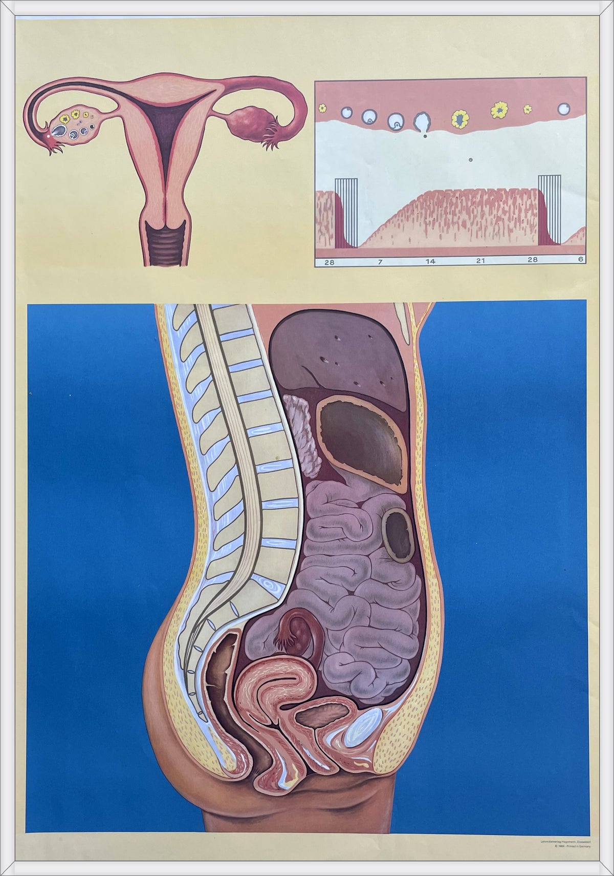 Lehrmitteltafel / Schulwandtafel Weiblicher Menstruationszyklus