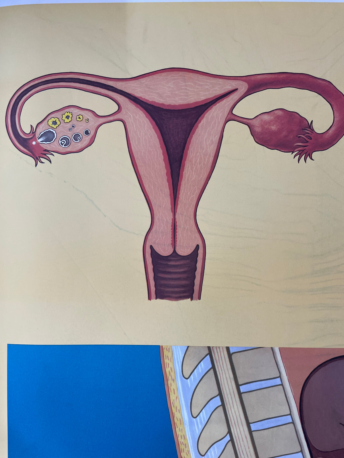 Lehrmitteltafel / Schulwandtafel Weiblicher Menstruationszyklus