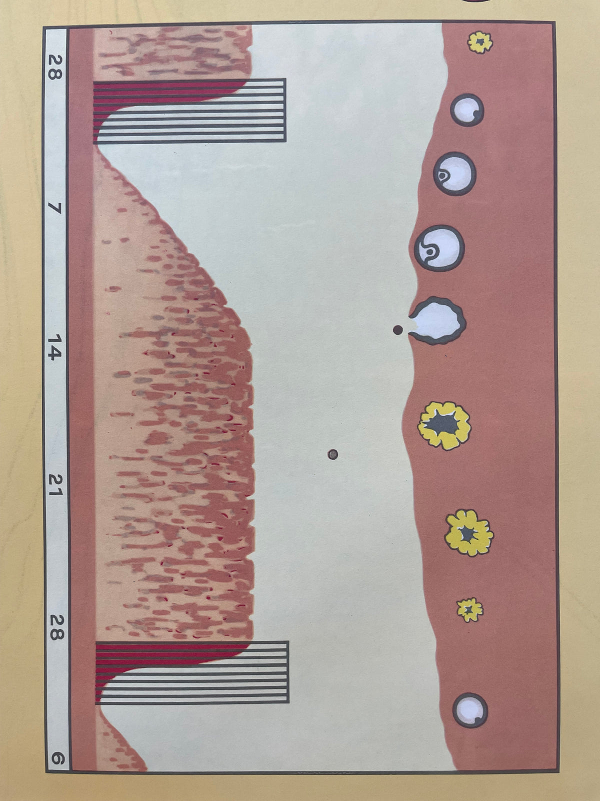Lehrmitteltafel / Schulwandtafel Weiblicher Menstruationszyklus