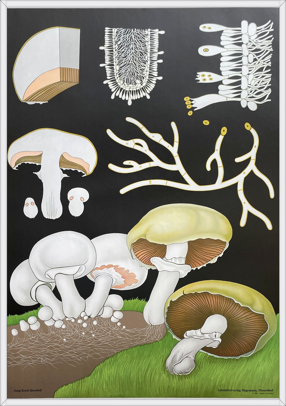 Lehrmitteltafel / Schulwandtafel Wiesenchampignon