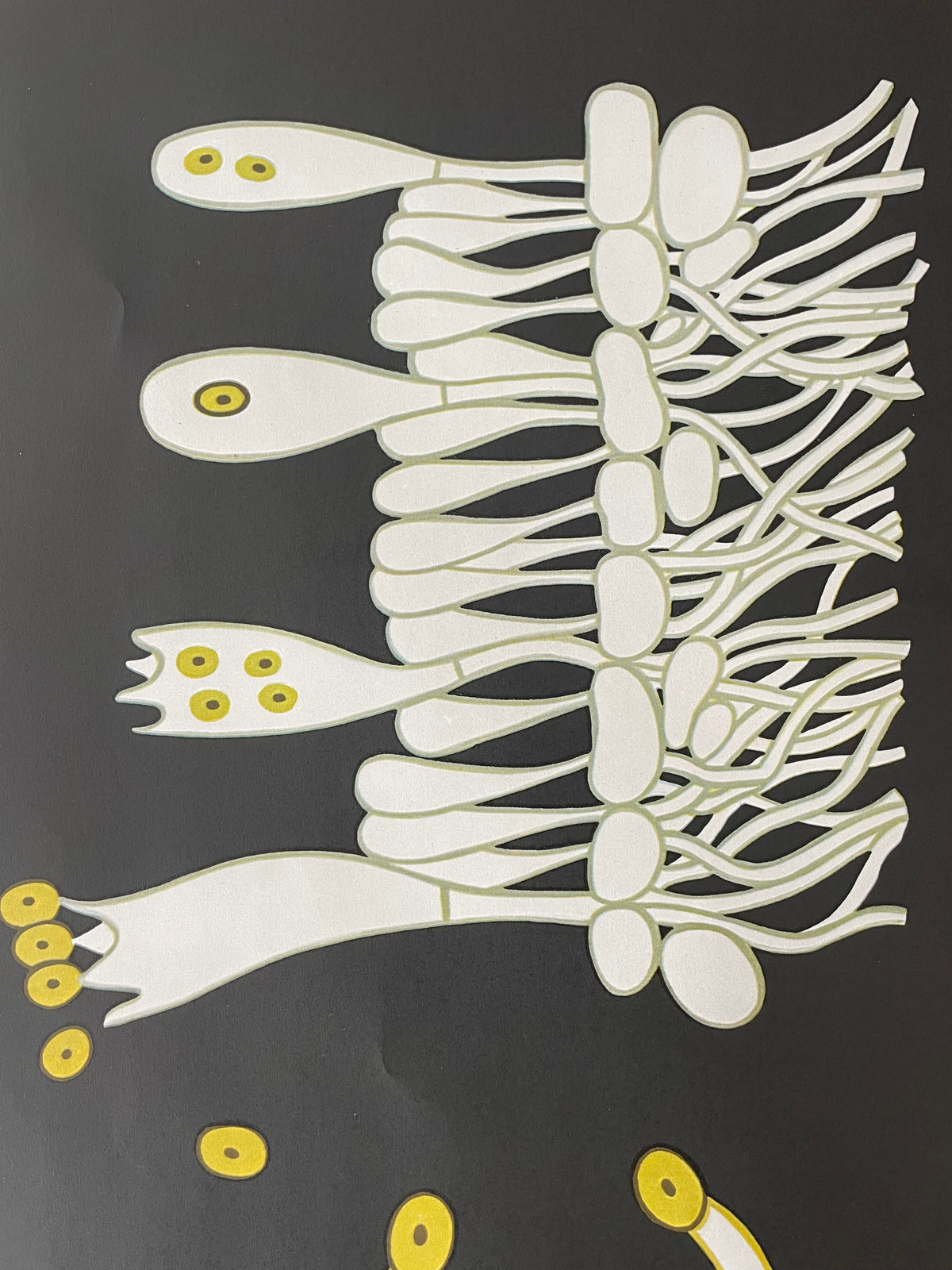 Lehrmitteltafel / Schulwandtafel Wiesenchampignon